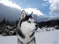 TopRq.com search results: husky dog