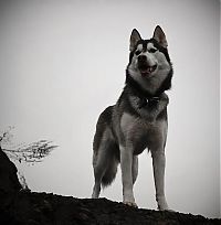 TopRq.com search results: husky dog