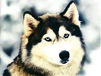 TopRq.com search results: husky dog