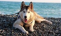 Fauna & Flora: husky dog