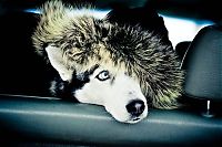 TopRq.com search results: husky dog