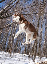 Fauna & Flora: husky dog