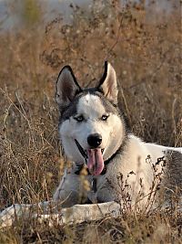 Fauna & Flora: husky dog