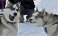 Fauna & Flora: husky dog