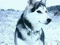 TopRq.com search results: husky dog