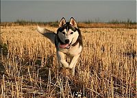 TopRq.com search results: husky dog