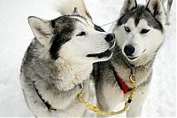 TopRq.com search results: husky dog