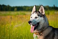 Fauna & Flora: husky dog