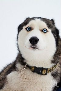 TopRq.com search results: husky dog