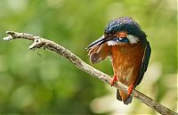 Fauna & Flora: bird photography