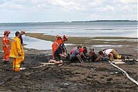 Fauna & Flora: Rescuing a horse stuck in mud, Avalon Beach, Corio Bay, Victoria, Australia