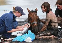 Fauna & Flora: Rescuing a horse stuck in mud, Avalon Beach, Corio Bay, Victoria, Australia