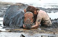 Fauna & Flora: Rescuing a horse stuck in mud, Avalon Beach, Corio Bay, Victoria, Australia