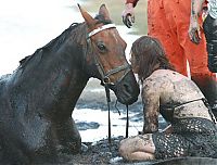 TopRq.com search results: Rescuing a horse stuck in mud, Avalon Beach, Corio Bay, Victoria, Australia