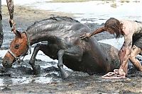 TopRq.com search results: Rescuing a horse stuck in mud, Avalon Beach, Corio Bay, Victoria, Australia