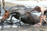 Fauna & Flora: Rescuing a horse stuck in mud, Avalon Beach, Corio Bay, Victoria, Australia