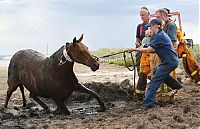 TopRq.com search results: Rescuing a horse stuck in mud, Avalon Beach, Corio Bay, Victoria, Australia