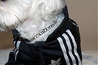 Fauna & Flora: dog in a jogging suit