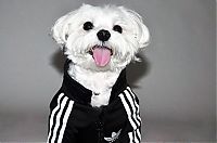 Fauna & Flora: dog in a jogging suit