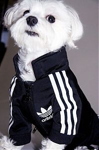 Fauna & Flora: dog in a jogging suit