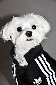 TopRq.com search results: dog in a jogging suit