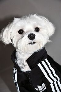 Fauna & Flora: dog in a jogging suit