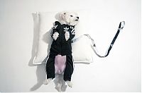 TopRq.com search results: dog in a jogging suit