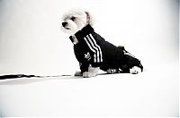 Fauna & Flora: dog in a jogging suit