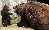 Fauna & Flora: mother bear angry at her cub