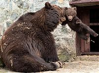 Fauna & Flora: mother bear angry at her cub