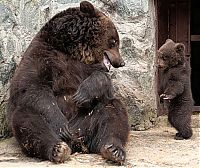 Fauna & Flora: mother bear angry at her cub