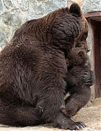 Fauna & Flora: mother bear angry at her cub