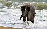 TopRq.com search results: baby elephant on the beach at the sea