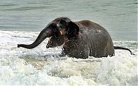 Fauna & Flora: baby elephant on the beach at the sea