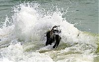 Fauna & Flora: baby elephant on the beach at the sea