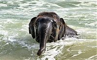 Fauna & Flora: baby elephant on the beach at the sea