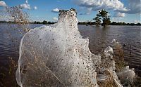 Fauna & Flora: Spider invasion, Australia