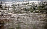 Fauna & Flora: Spider invasion, Australia