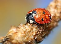 Fauna & Flora: insect macro photography in the rain