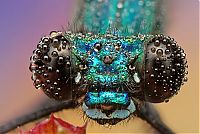 Fauna & Flora: insect macro photography in the rain