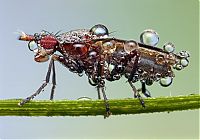 Fauna & Flora: insect macro photography in the rain