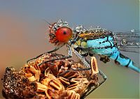 Fauna & Flora: insect macro photography in the rain