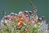 Fauna & Flora: insect macro photography in the rain