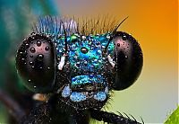 Fauna & Flora: insect macro photography in the rain