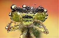 Fauna & Flora: insect macro photography in the rain