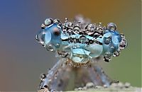 Fauna & Flora: insect macro photography in the rain