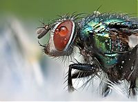 insect macro photography in the rain
