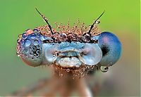 Fauna & Flora: insect macro photography in the rain