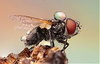 Fauna & Flora: insect macro photography in the rain