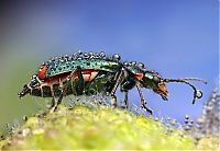 Fauna & Flora: insect macro photography in the rain